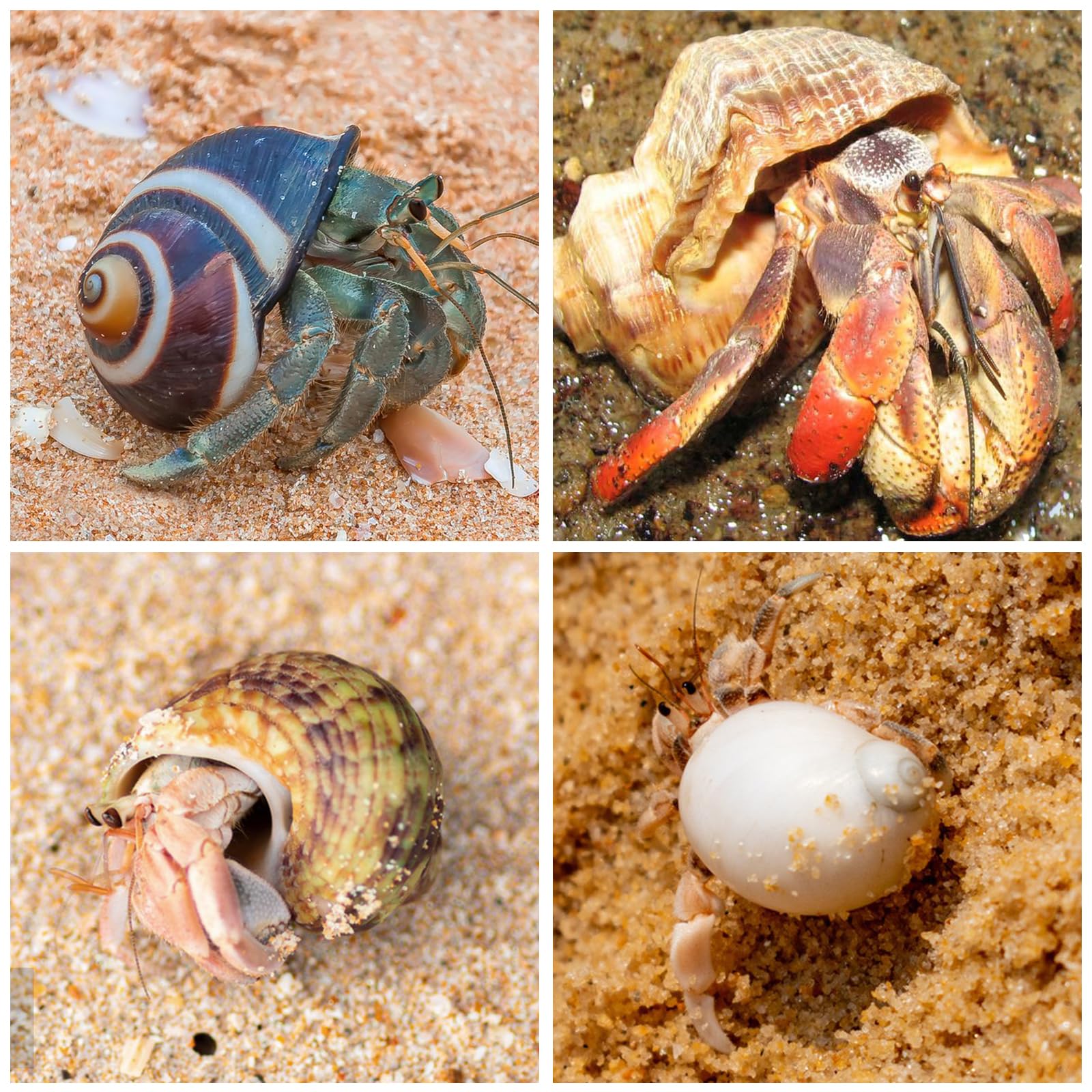 Conchas WeDoSoy para decoración de playa y displays marinos