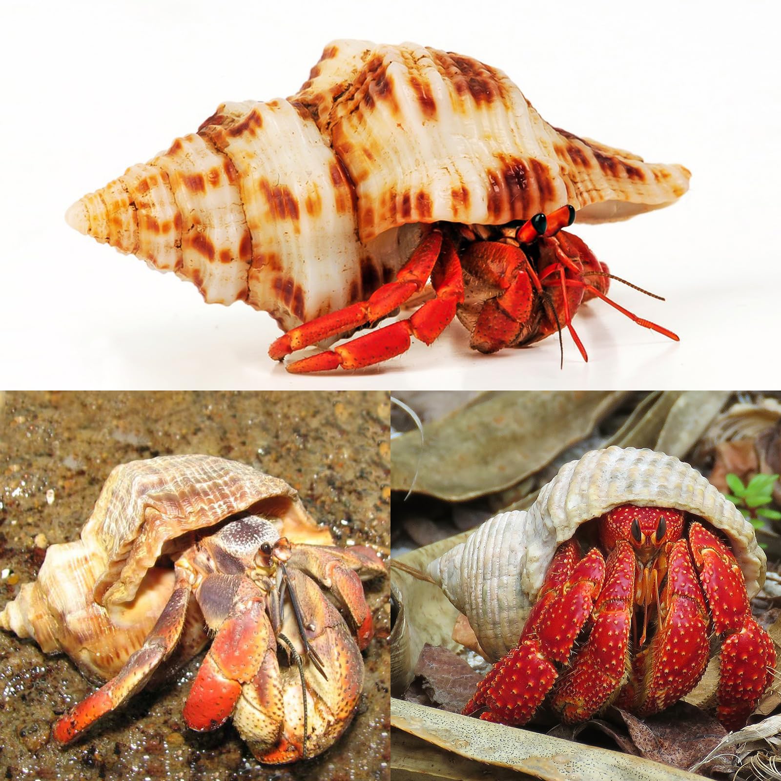 WeDoSoy conchas grandes para artesanía y exhibiciones marinas en mesa.