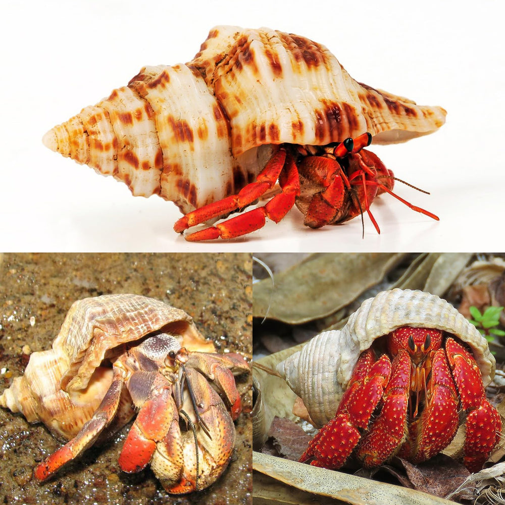 WeDoSoy conchas grandes para artesanía y exhibiciones marinas en mesa.