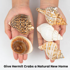 WeDoSoy conchas naturales para acuario, decoración de playa y proyectos manuales.