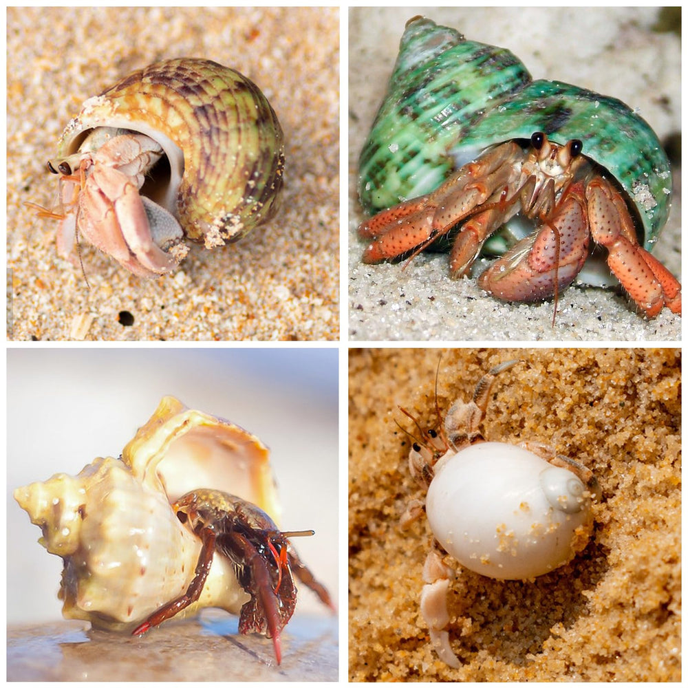 WeDoSoy conchas para acuario y decoración de playa estilo natural
