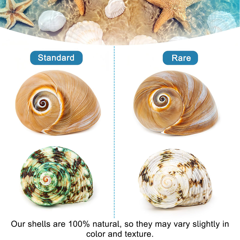 WeDoSoy 5 piezas, conchas para decoración o hábitat de cangrejos ermitaños.