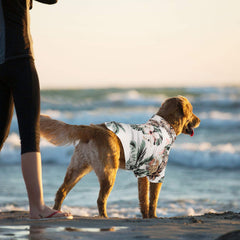 Weewooday estilo playa para perro, ideal en fotos y paseos