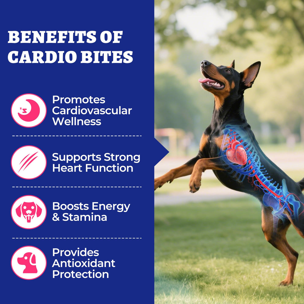 Wellix Cardio Bites corazon-salud, mejora la circulación en perros mayores.