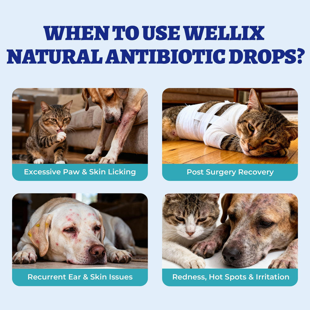 Textura líquida de Wellix, fácil de mezclar con comida de mascota