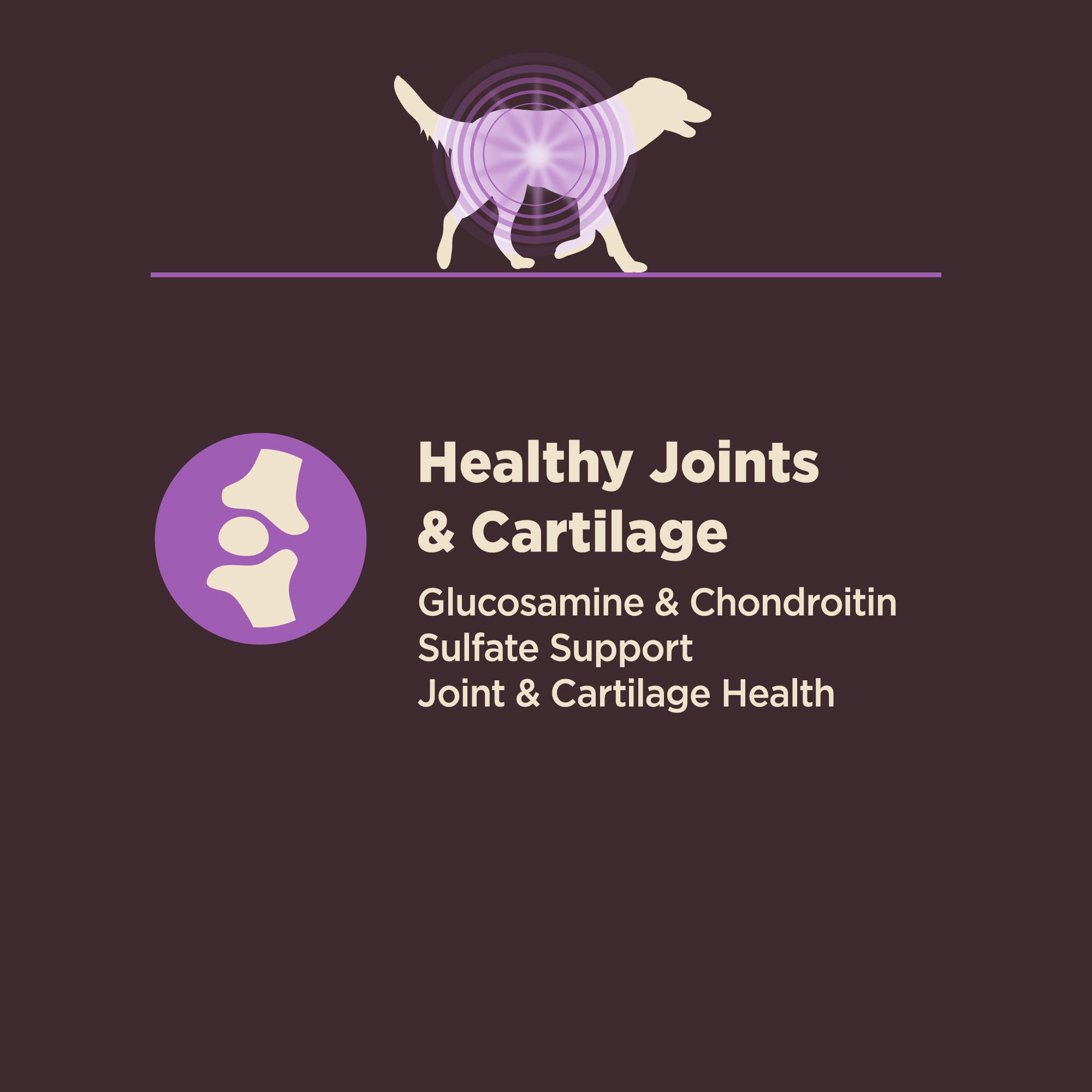 Wellness CORE Digestive Health Senior, antioxidantes y omega para piel sana