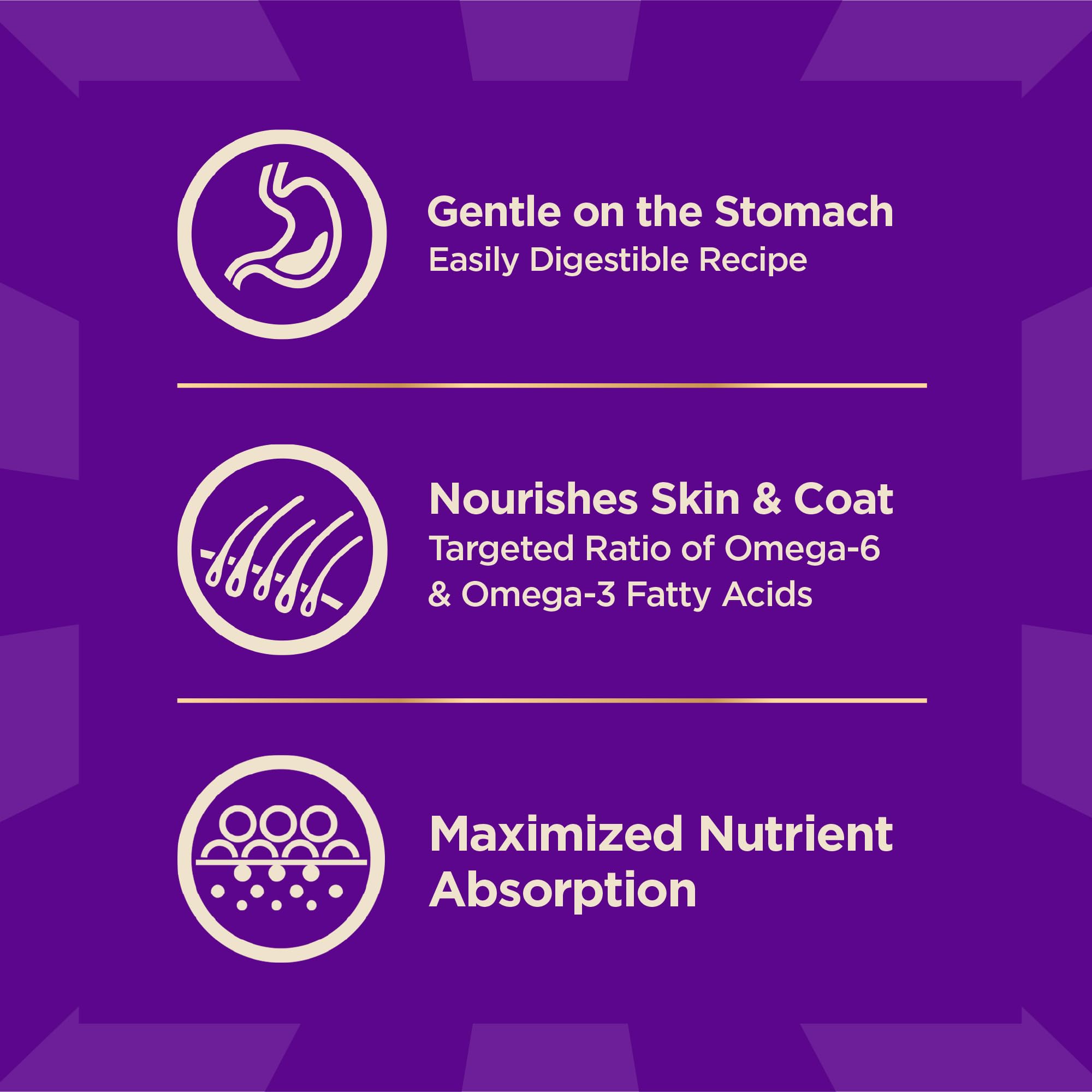 Wellness CORE+ perro comiendo en casa, hábitos de alimentación consistentes.