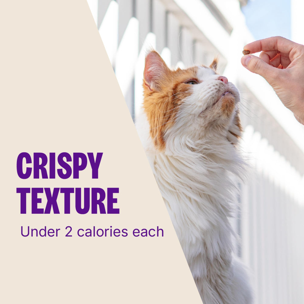 Wellness Kittles textura crujiente, experiencia de morder