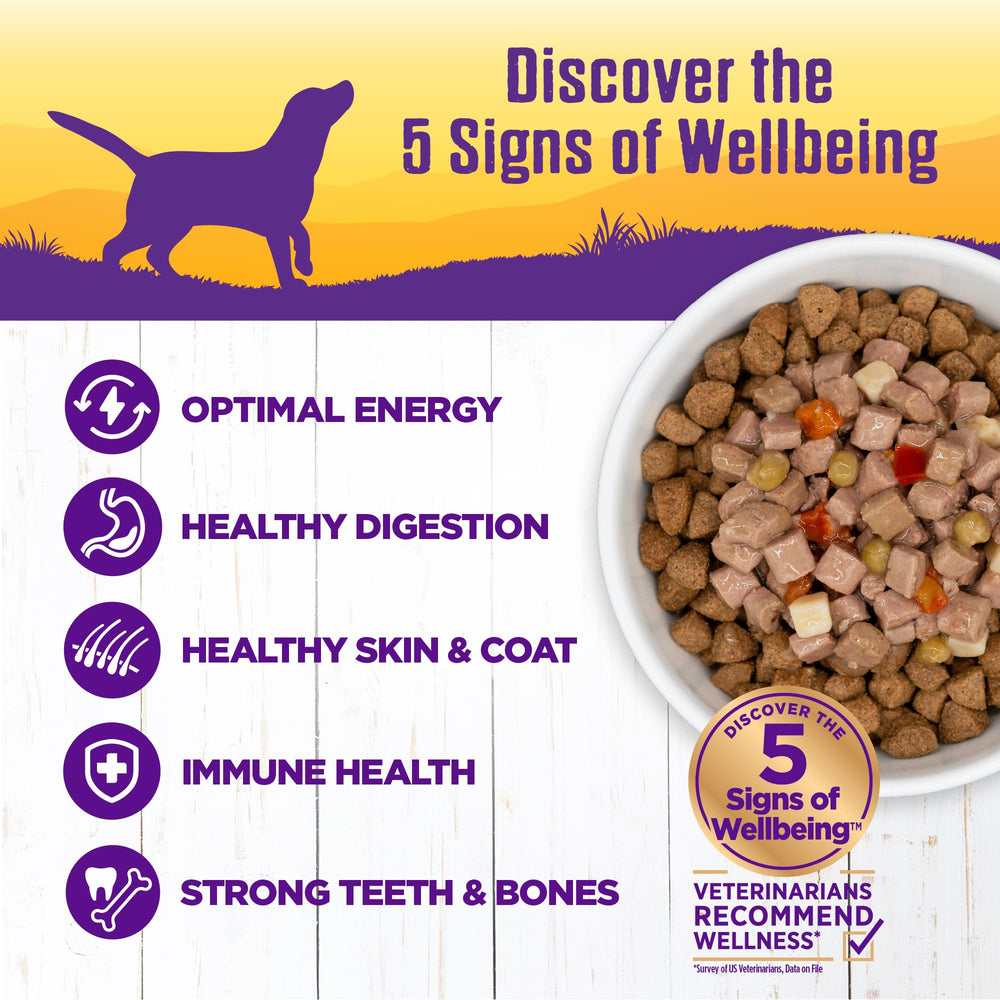 Wellness perro comiendo estofado pollo en tazon
