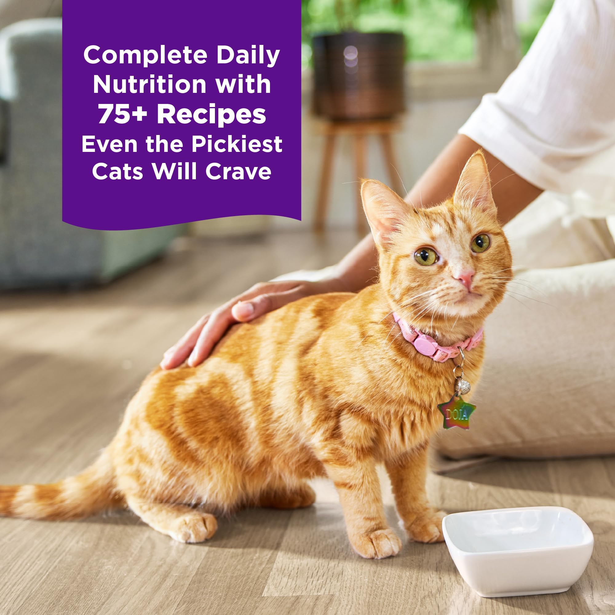 Wellness proteína-alta: salmón y pollo para energía diaria de tu gato.