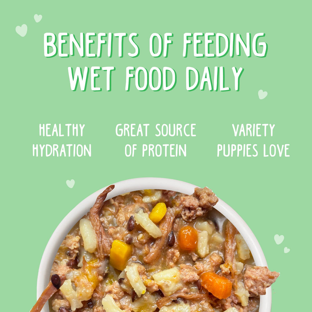 Weruva Puppy plato servido, trozos en salsa para una comida atractiva.