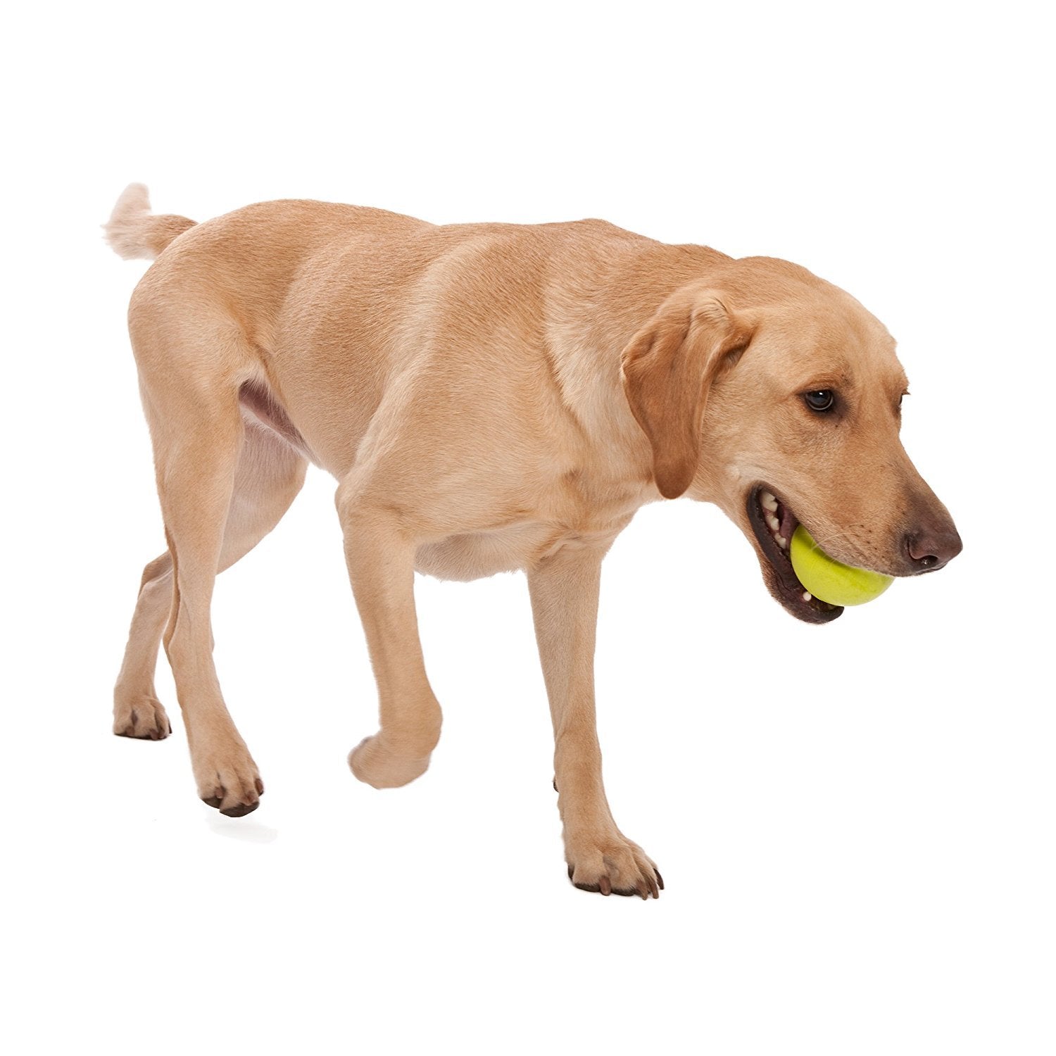 WEST PAW Zogoflex Jive Ball, balón verde Granny Smith, flotante y apto para morder.
