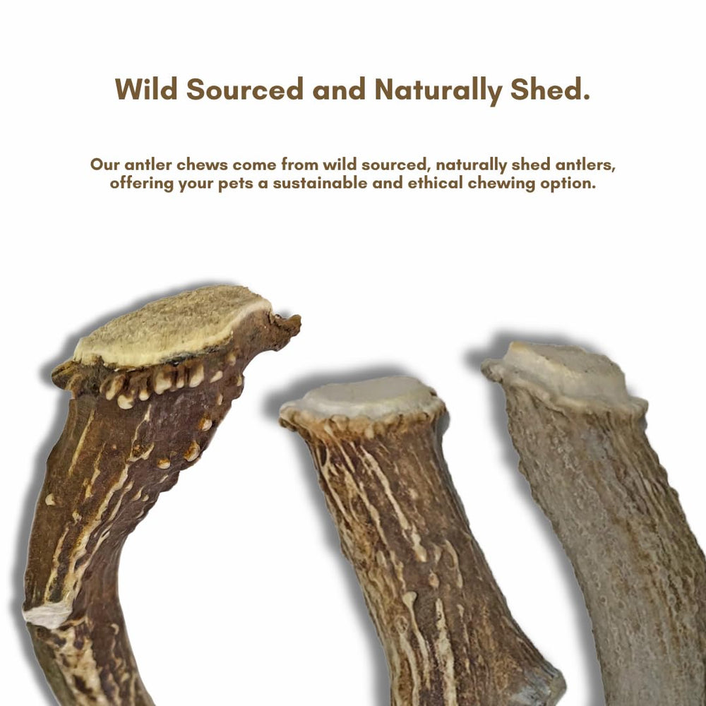 WhiteTail Naturals minerales como calcio y zinc para apoyar salud dental.