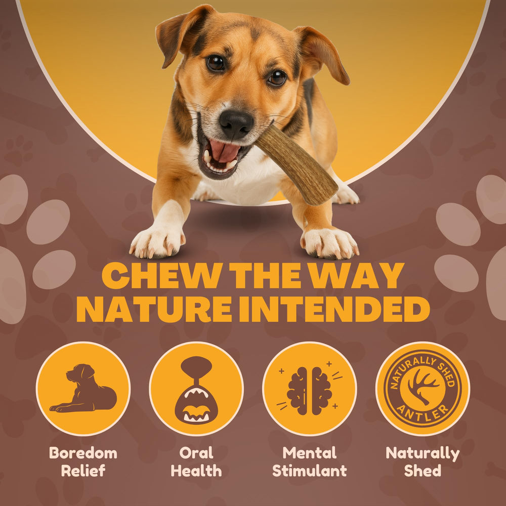 WhiteTail Naturals ramure de cerf naturelle pour mordiller et occuper votre chien