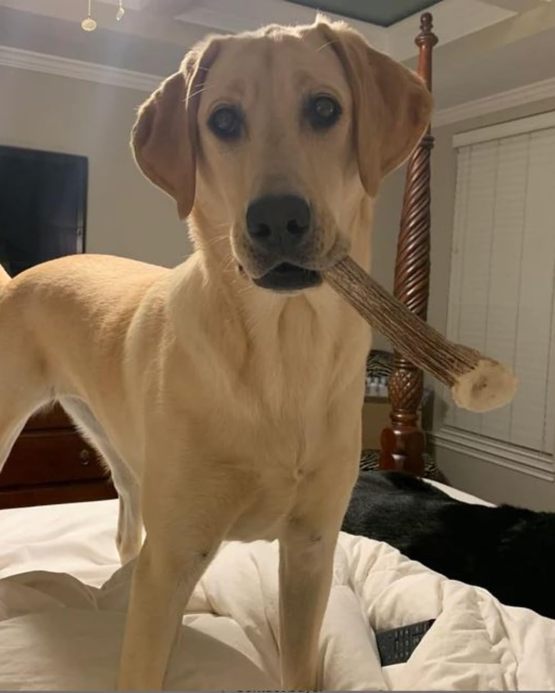 Regalo perfecto para cumpleaños de perros con astas WhiteTail Naturals