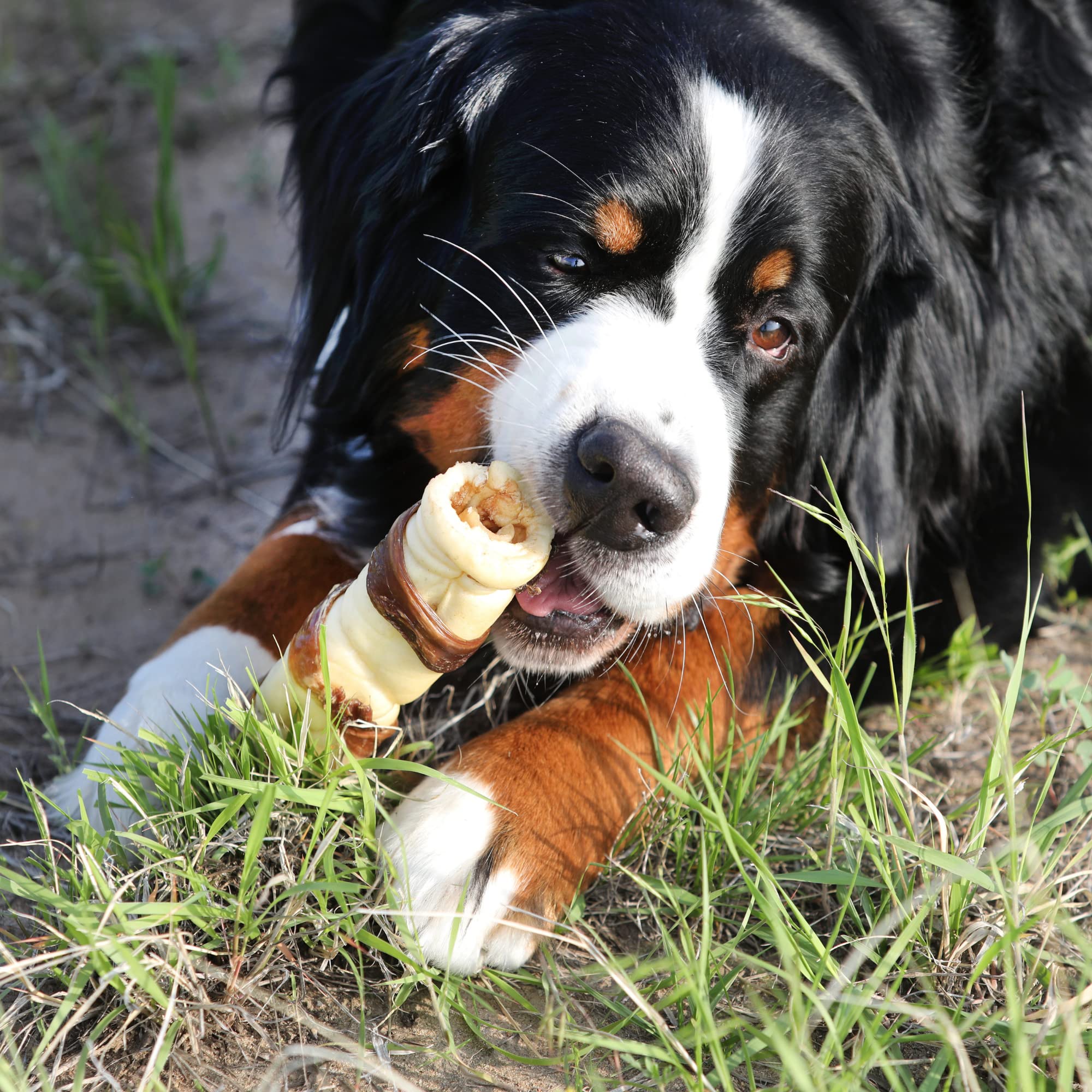 Wild Eats sustituto de orejas para perros grandes, masticación limpia y sabrosa.