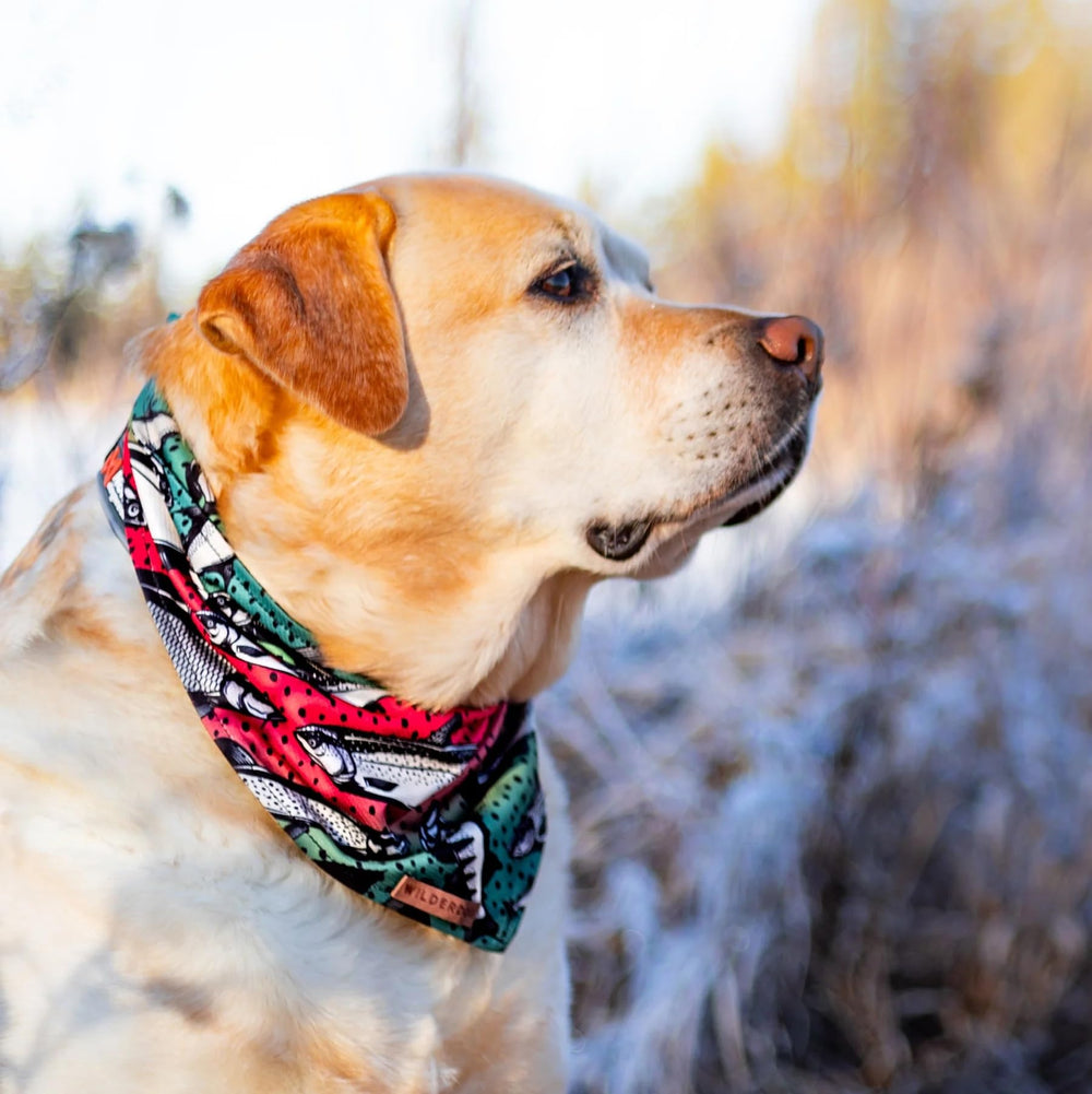 Bandana Wilderdog con garantía de por vida para tranquilidad.
