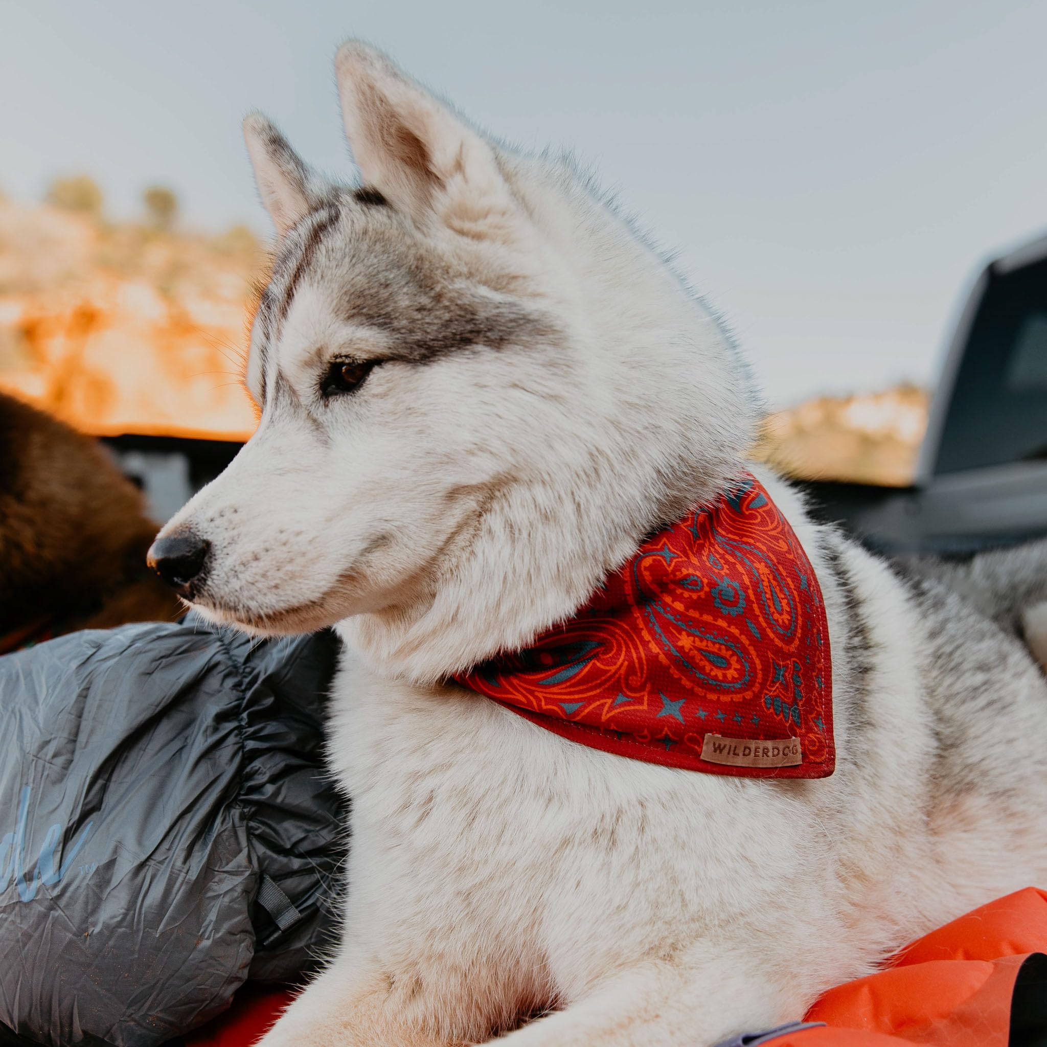 Wilderdog Bandana tono Rodeo, accesorio cómodo para paseos urbanos.