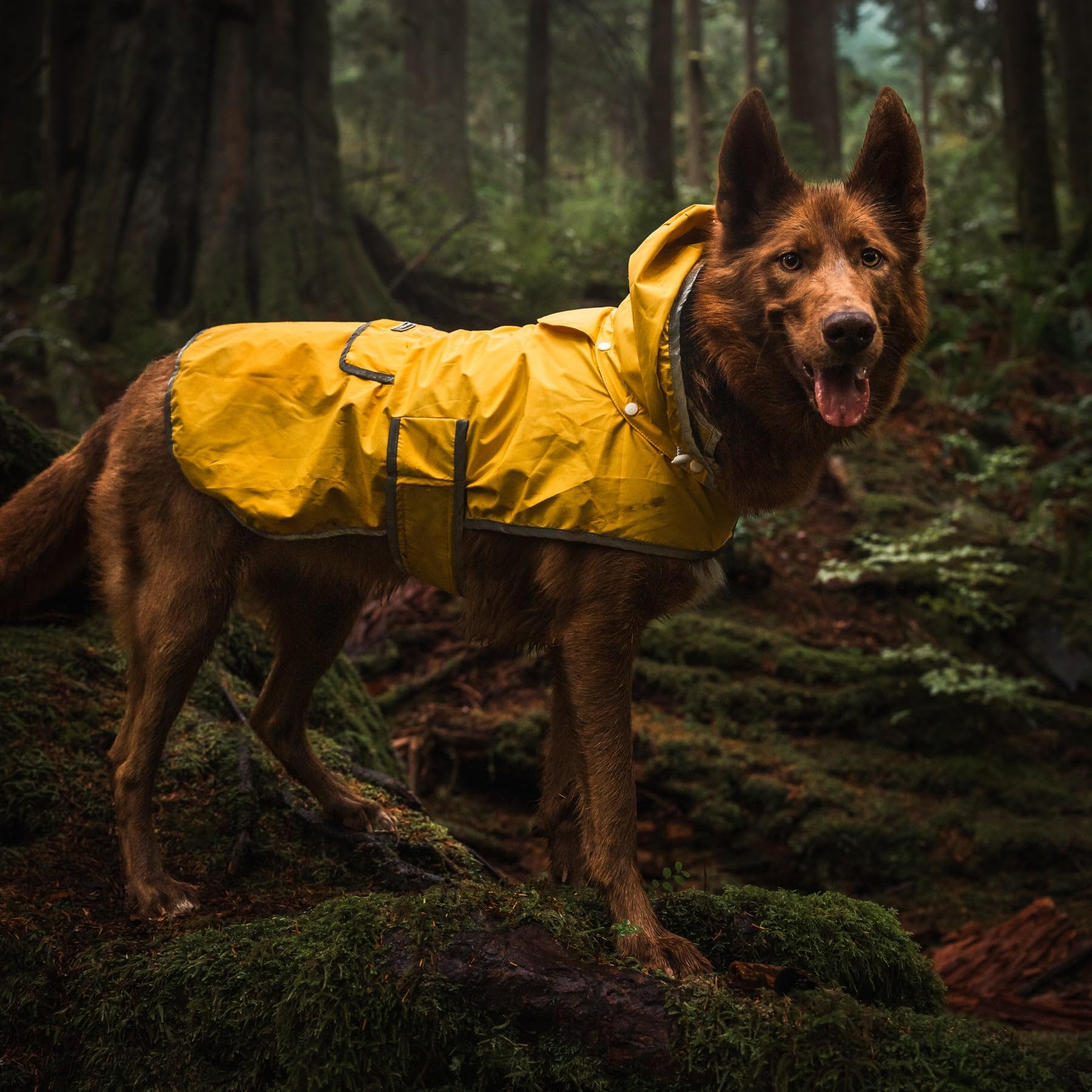 Wilderdog chaqueta con cierres de gancho y bucle resistentes para ajuste seguro.