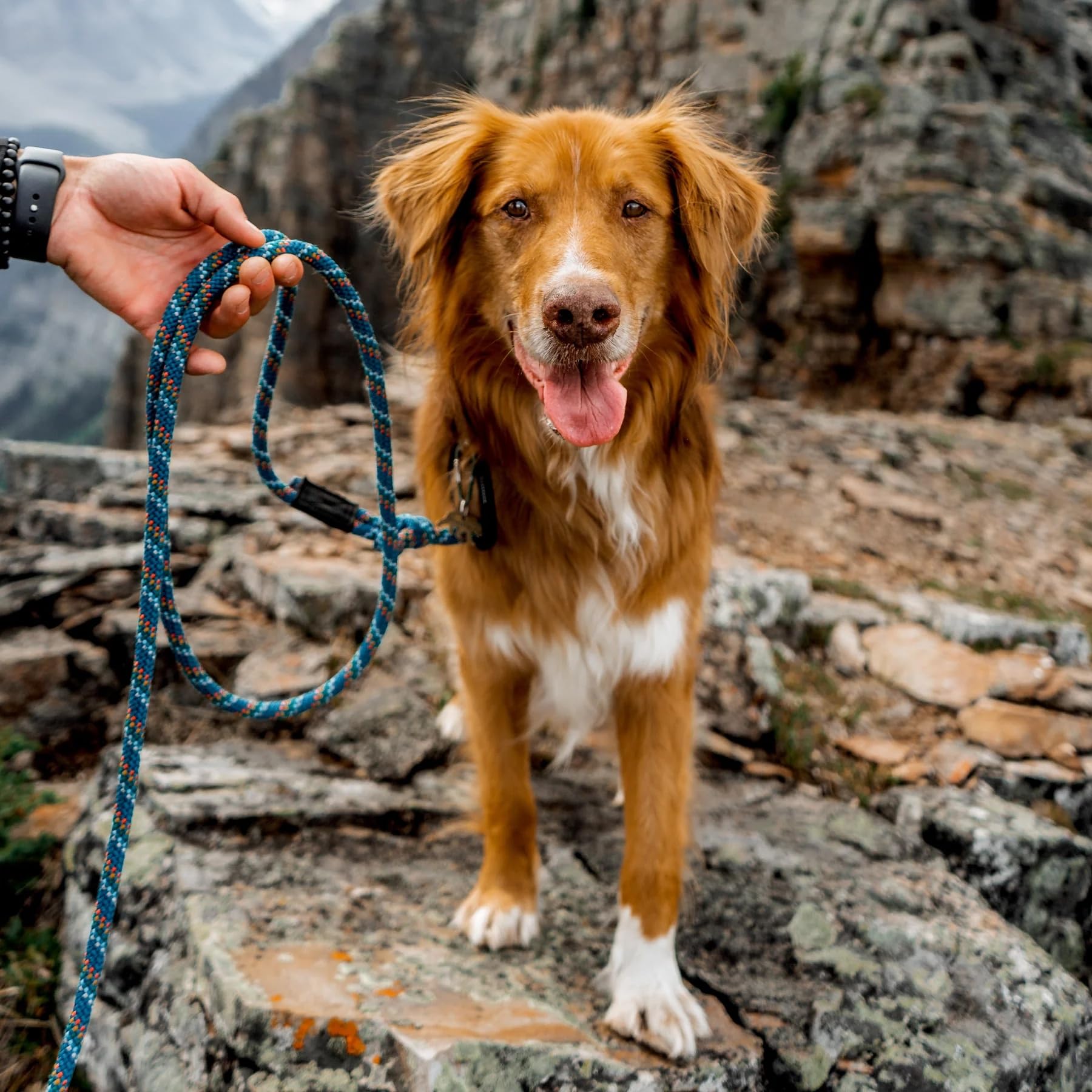 Wilderdog diseño versátil para perros pequeños y medianos
