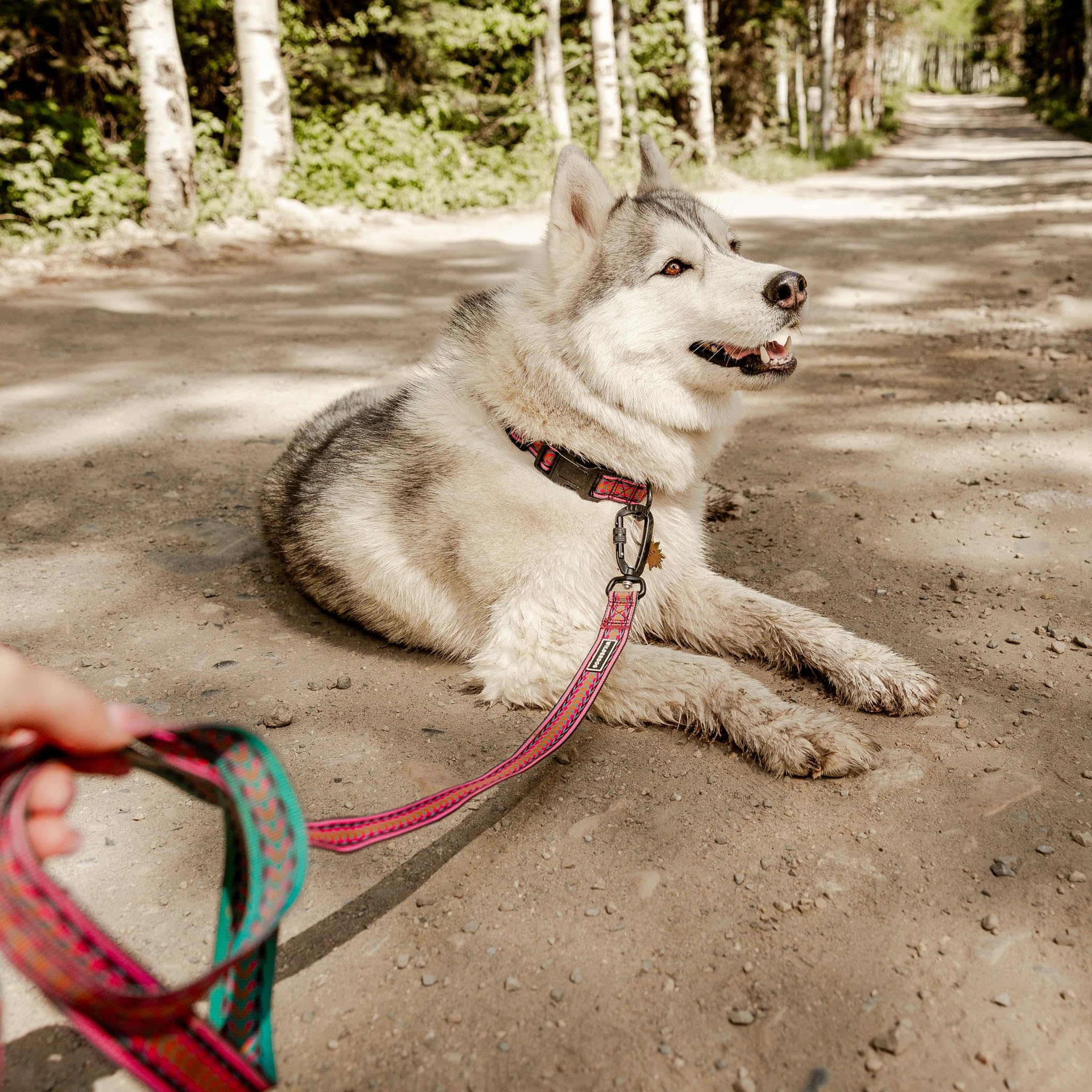Correa Wilderdog Ultralight color Amanecer para paseos visibles.