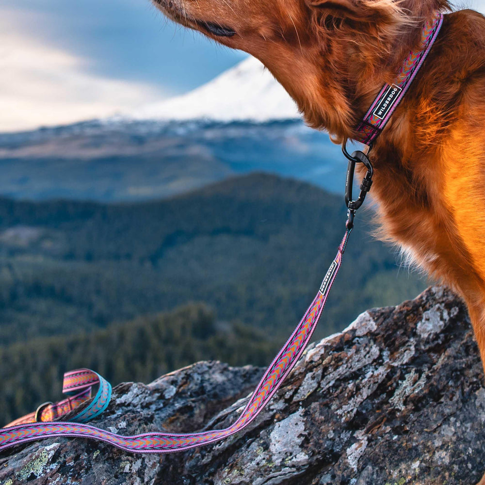 Uso diario de Wilderdog Ultralight para paseos cómodos.