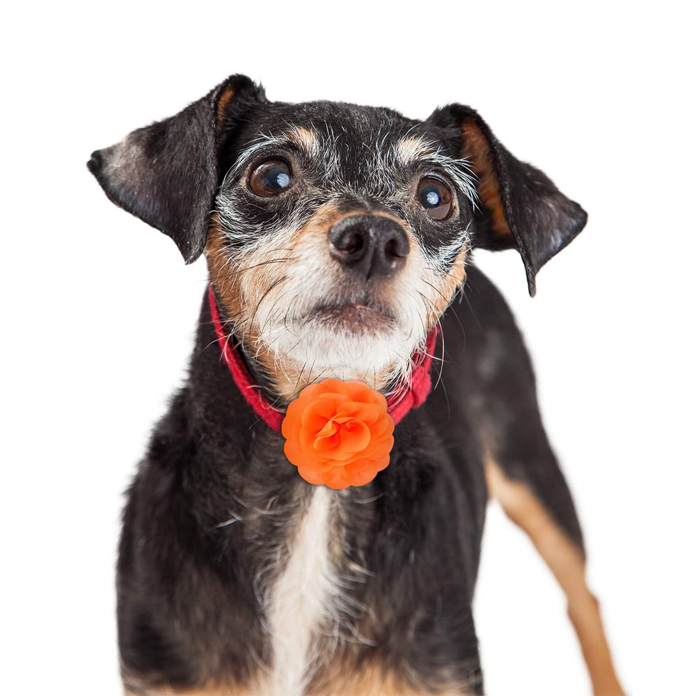 Willbond detalles collar mascotas, flores encantadoras para salir a pasear.