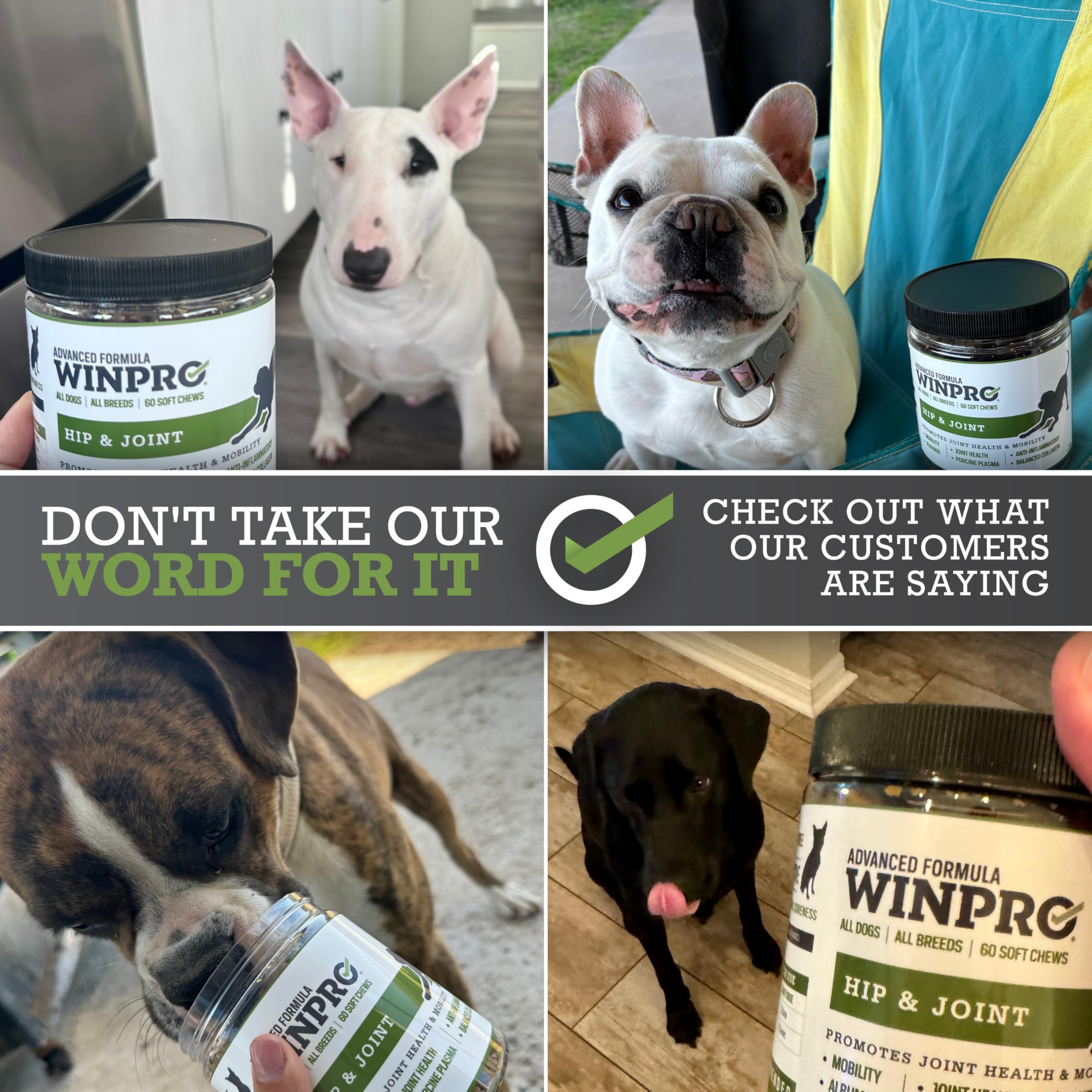 WINPRO Proceso de producción y cuidado para la salud de tu perro.