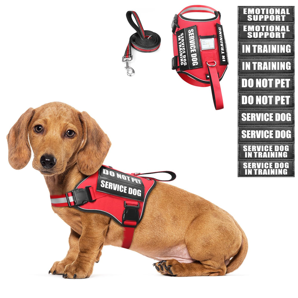 Arnés WINSEE para perro pequeño con parches visibles, ideal para identificación en entrenamiento.