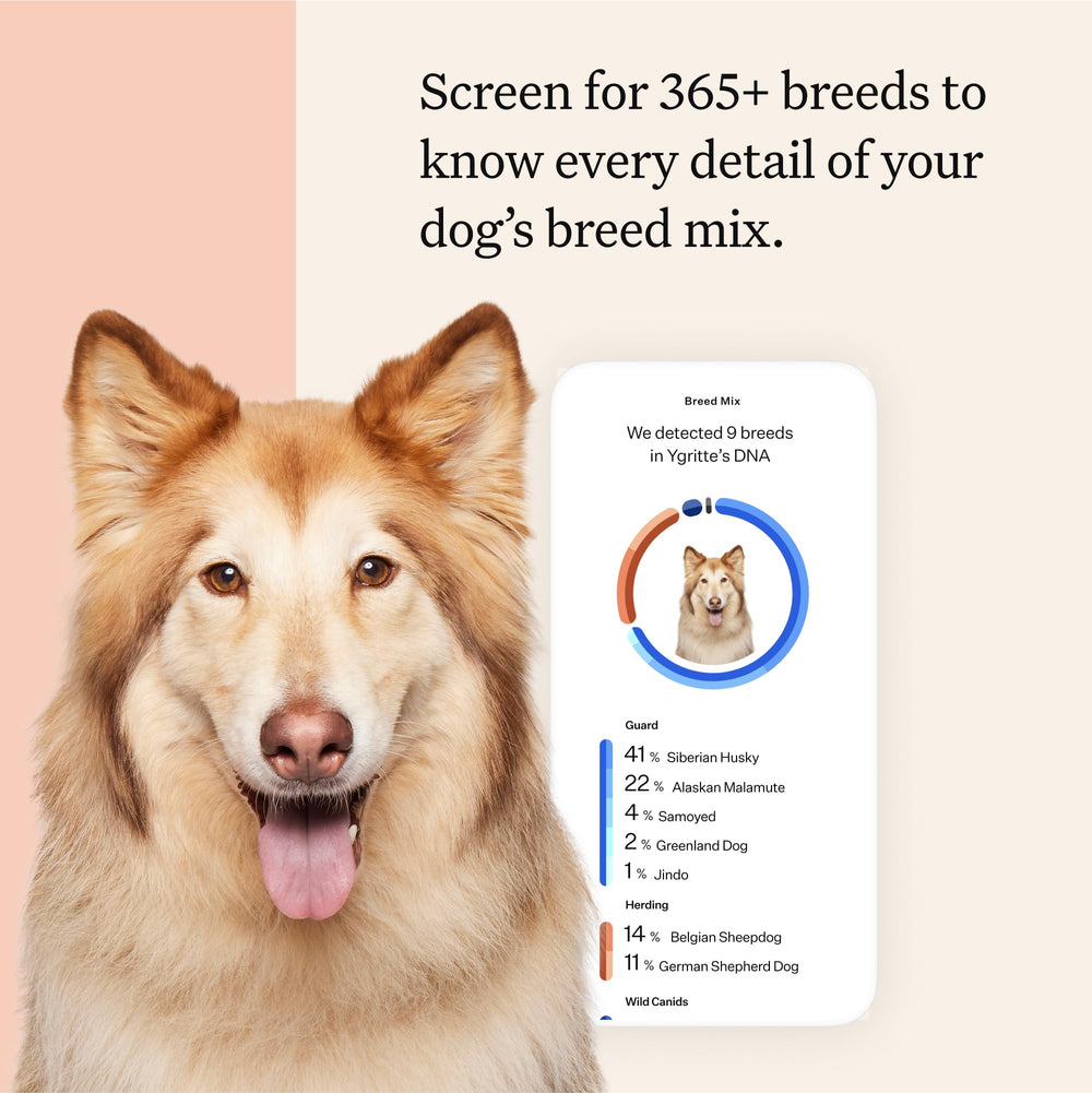 Wisdom Panel Premium: informe genético detallado para entender la herencia de tu perro