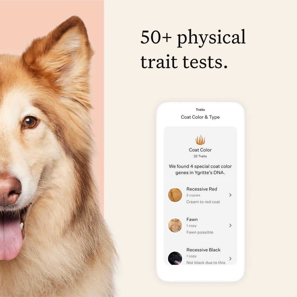 Wisdom Panel Premium: análisis de 51 rasgos para entender la apariencia de tu perro