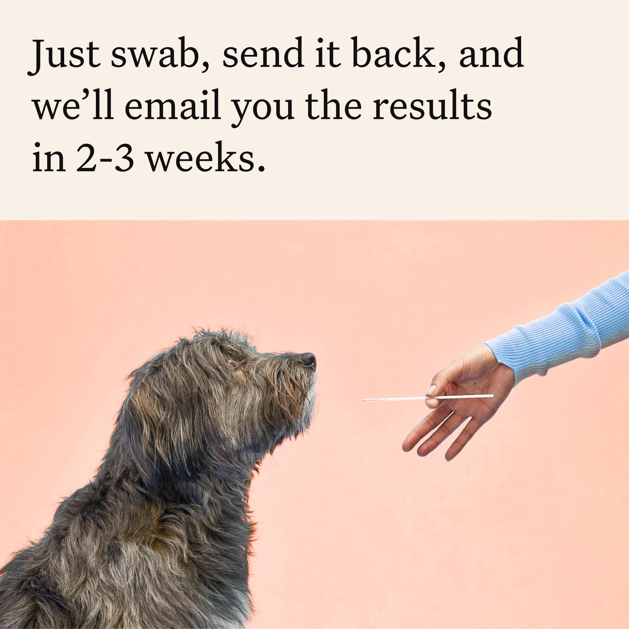 Wisdom Panel Premium: parientes caninos para comparar resultados y ampliar la red