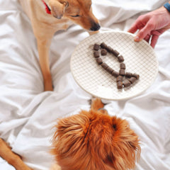 Perro disfrutando un bocado WizardPet durante la merienda