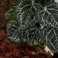 WOLEDOE decoración para terrario reptiles crea un hábitat visual y cómodo.