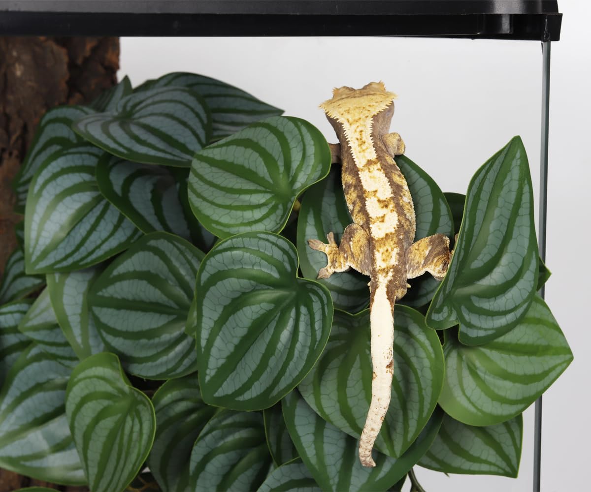 Uso versátil para reptiles y anfibios WOLEDOE, mejora del hábitat.