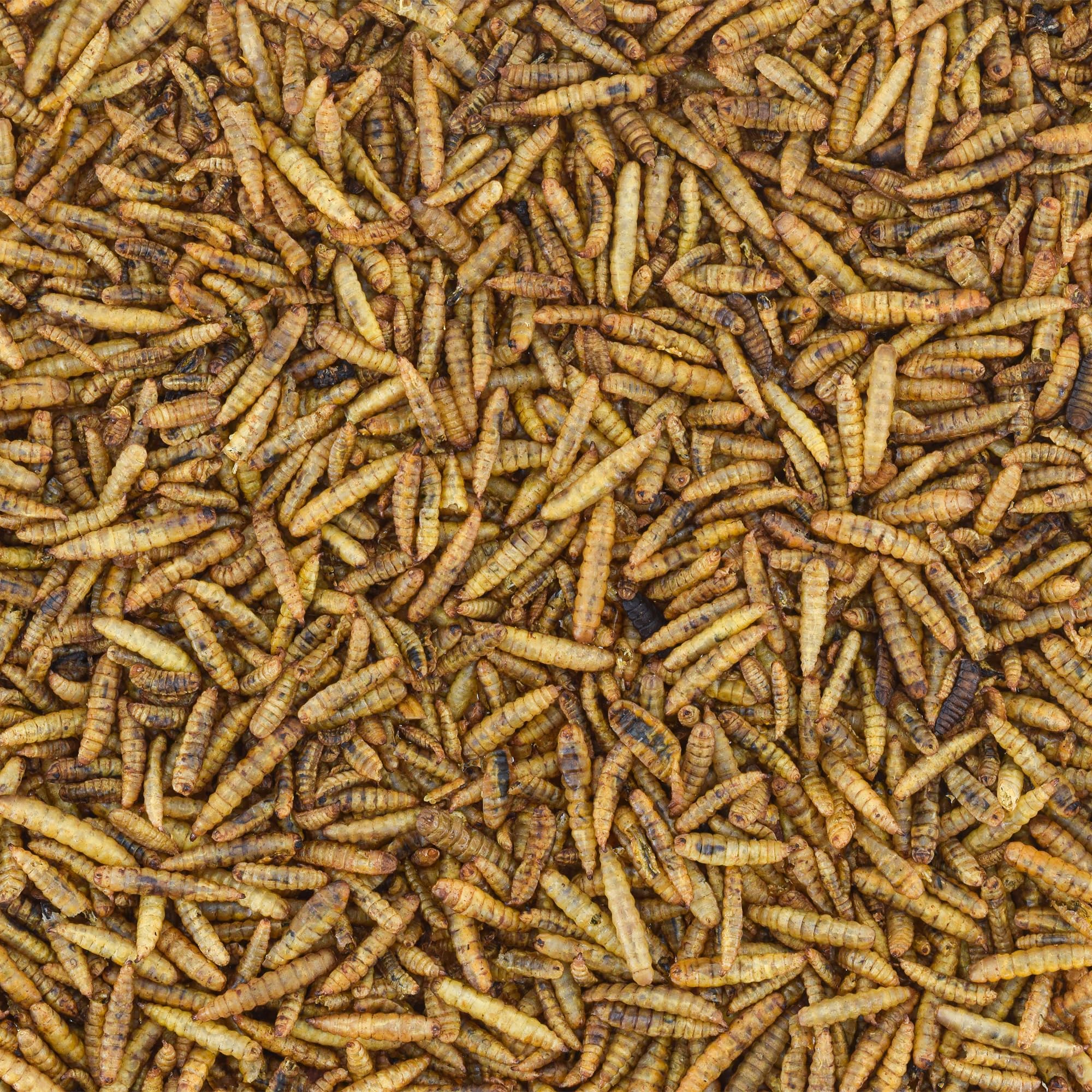 Worm Nerd WN64, snack para aves, ideal como premio nutritivo.