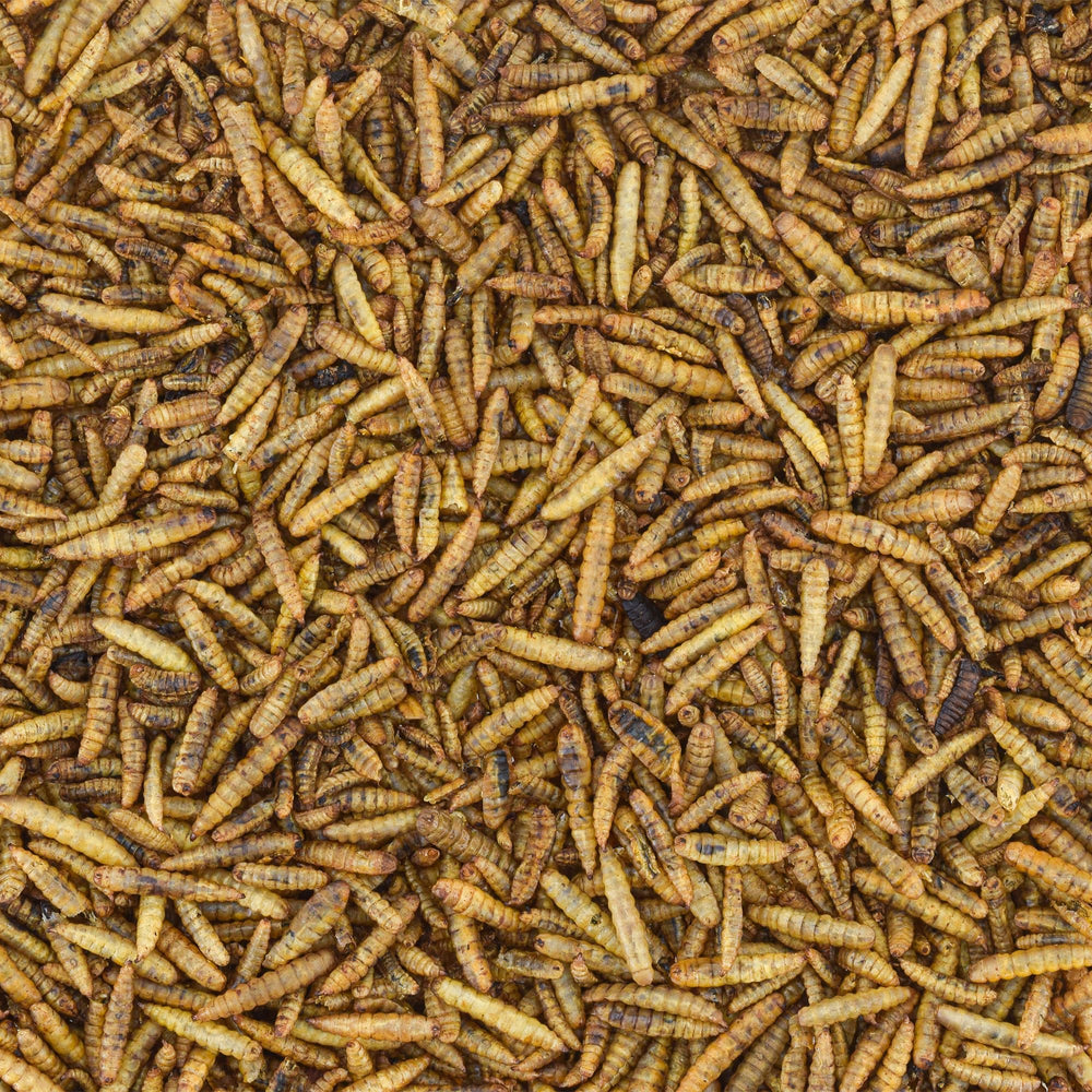 Worm Nerd WN64, snack para aves, ideal como premio nutritivo.