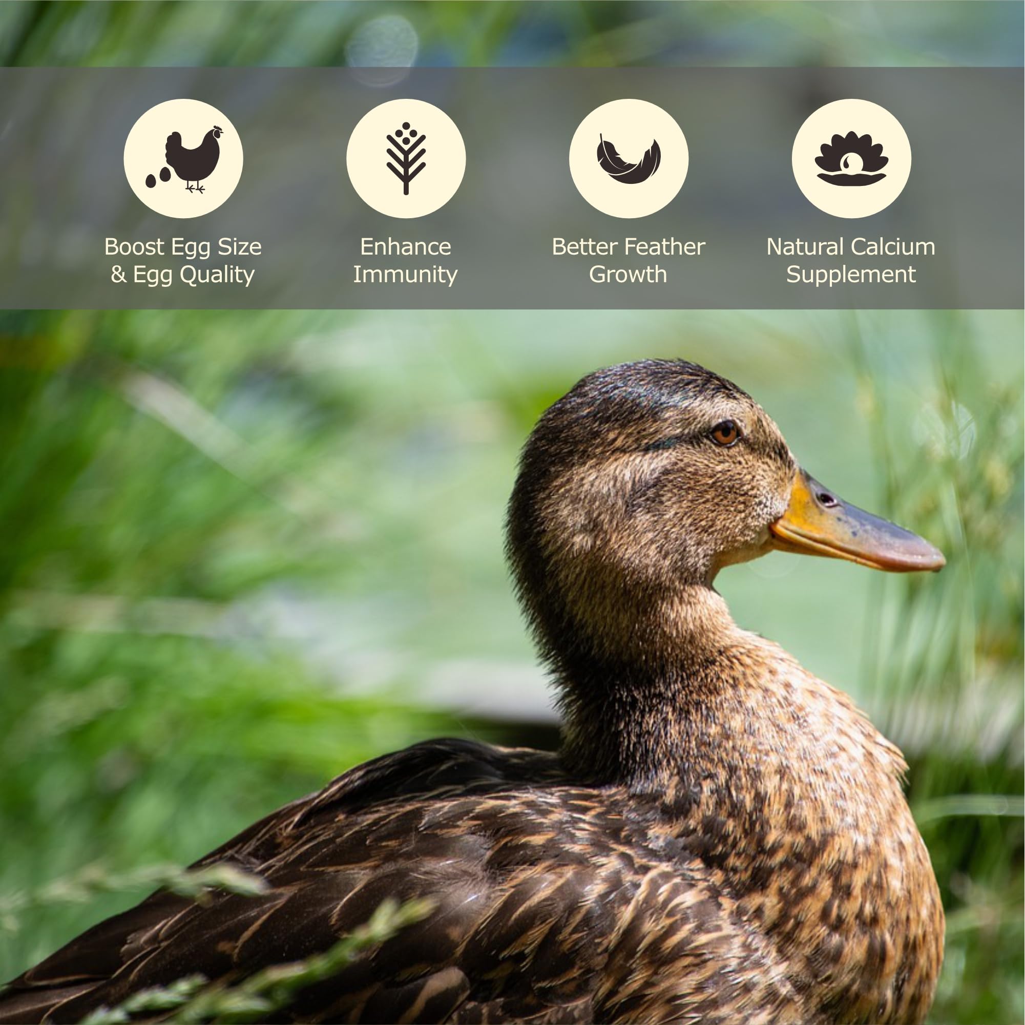 WORMSKING: apoyo a la muda de plumas en aves con estas larvas