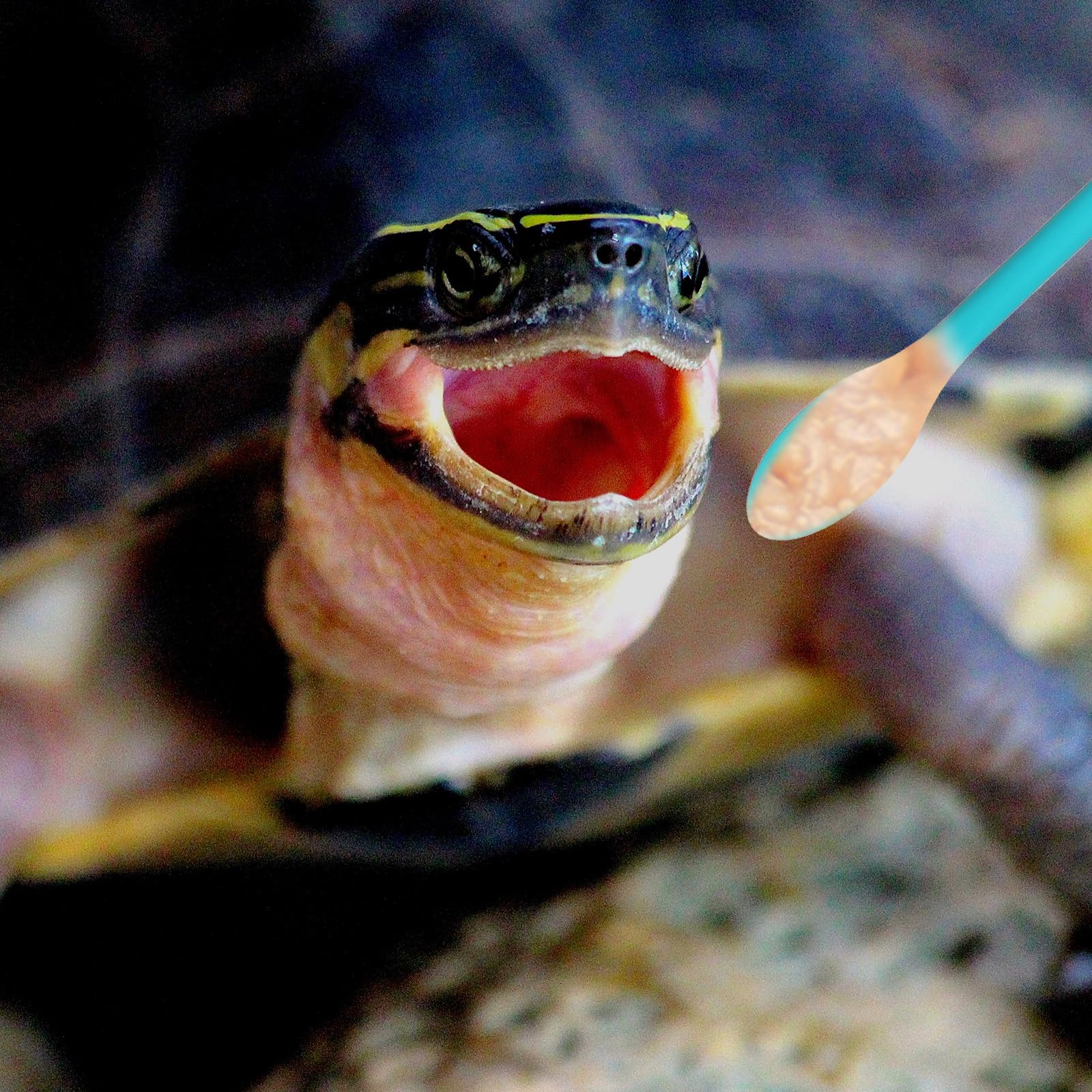 Xelsluthe, limpieza fácil tras la comida