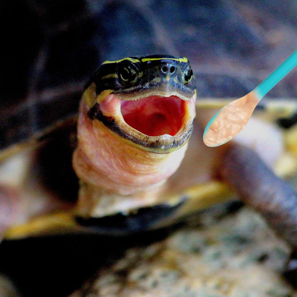Interacción durante la comida con Xelsluthe, refuerza vínculo con la mascota.