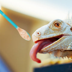 Materiales seguros Xelsluthe: PP y silicona para alimentación de reptiles.
