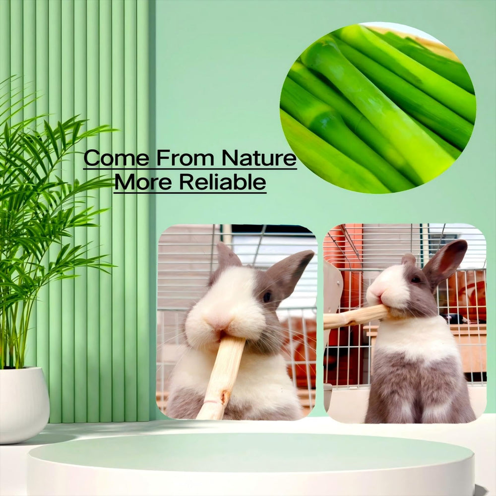 XLpeixin sin aditivos, opción natural para mascotas