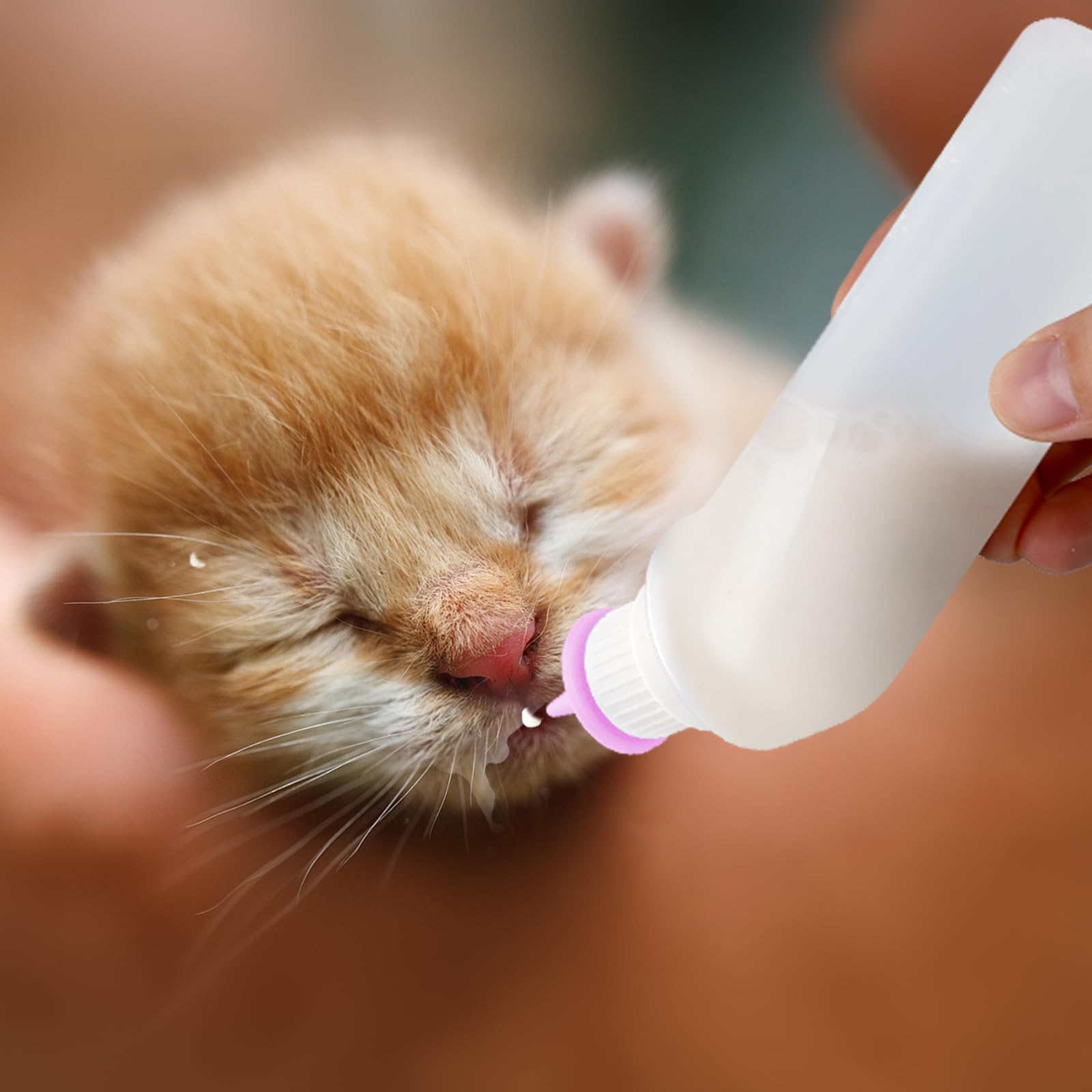 Kit Xuandea para primeros días de mascotas – gatitos y cachorros