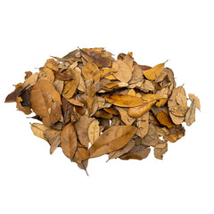 XYZReptiles Premium leaf litter closeup for natural terrarium shelter and nutrients.