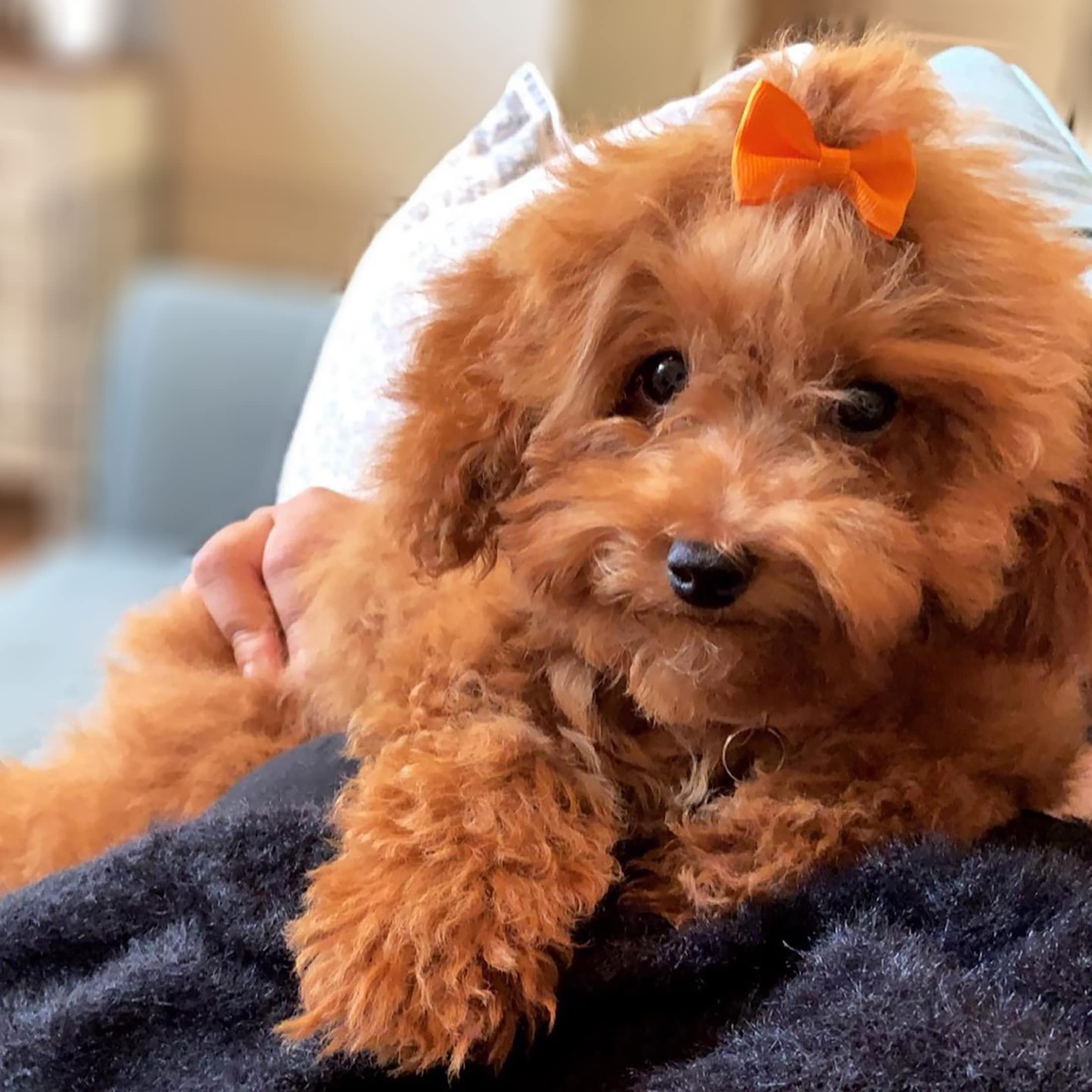 Lazos resistentes YAKA, diseñados para uso repetido durante sesiones de peluquería canina.