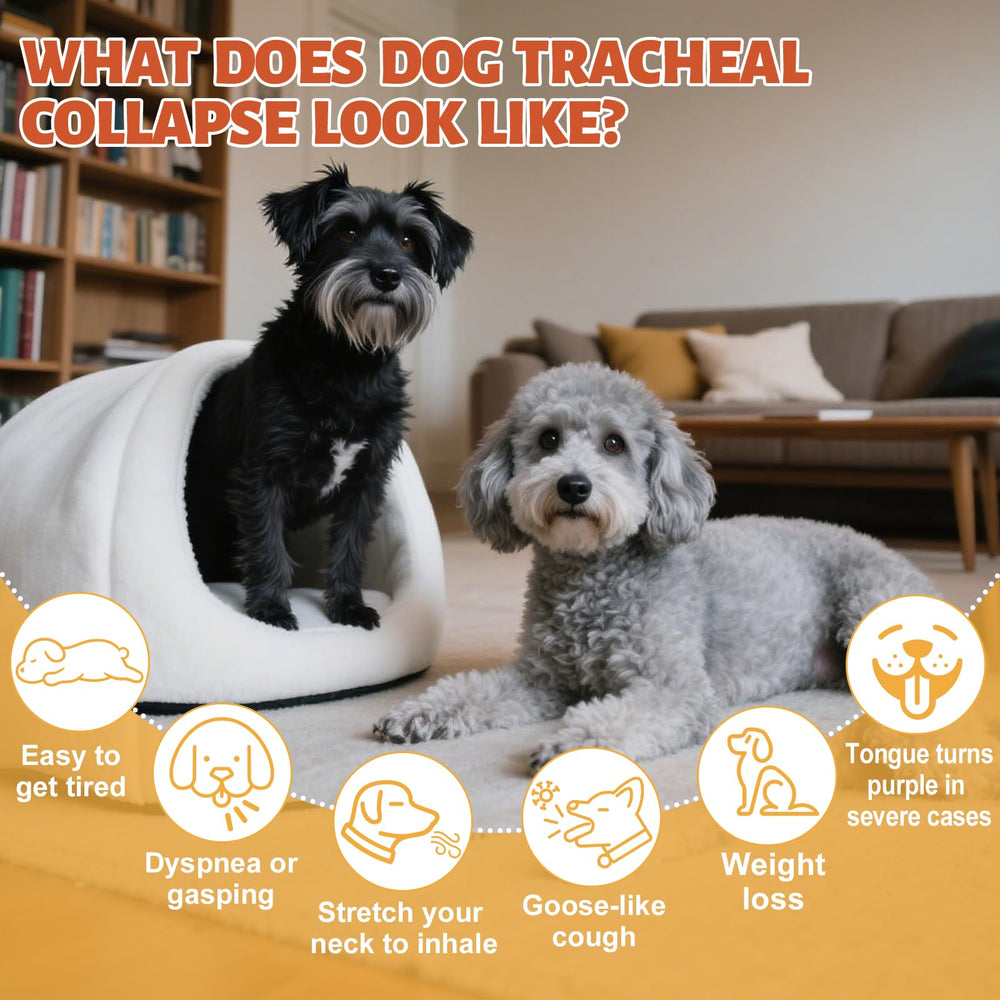 Cuentagotas Yakucho Elixir Tráquea Perro – dosificación precisa para cuidado diario.