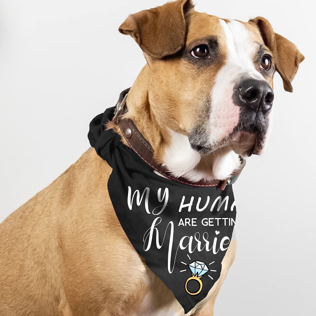 Yangmics Direct: bandana para perro de casamiento, perfecta para celebraciones