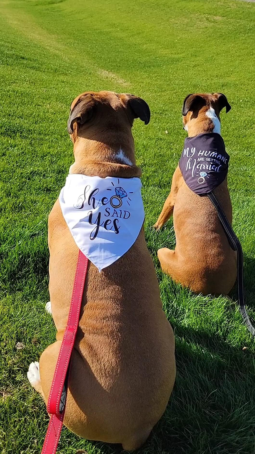Yangmics Direct: bandana para perro en recepción, cómodo y festivo