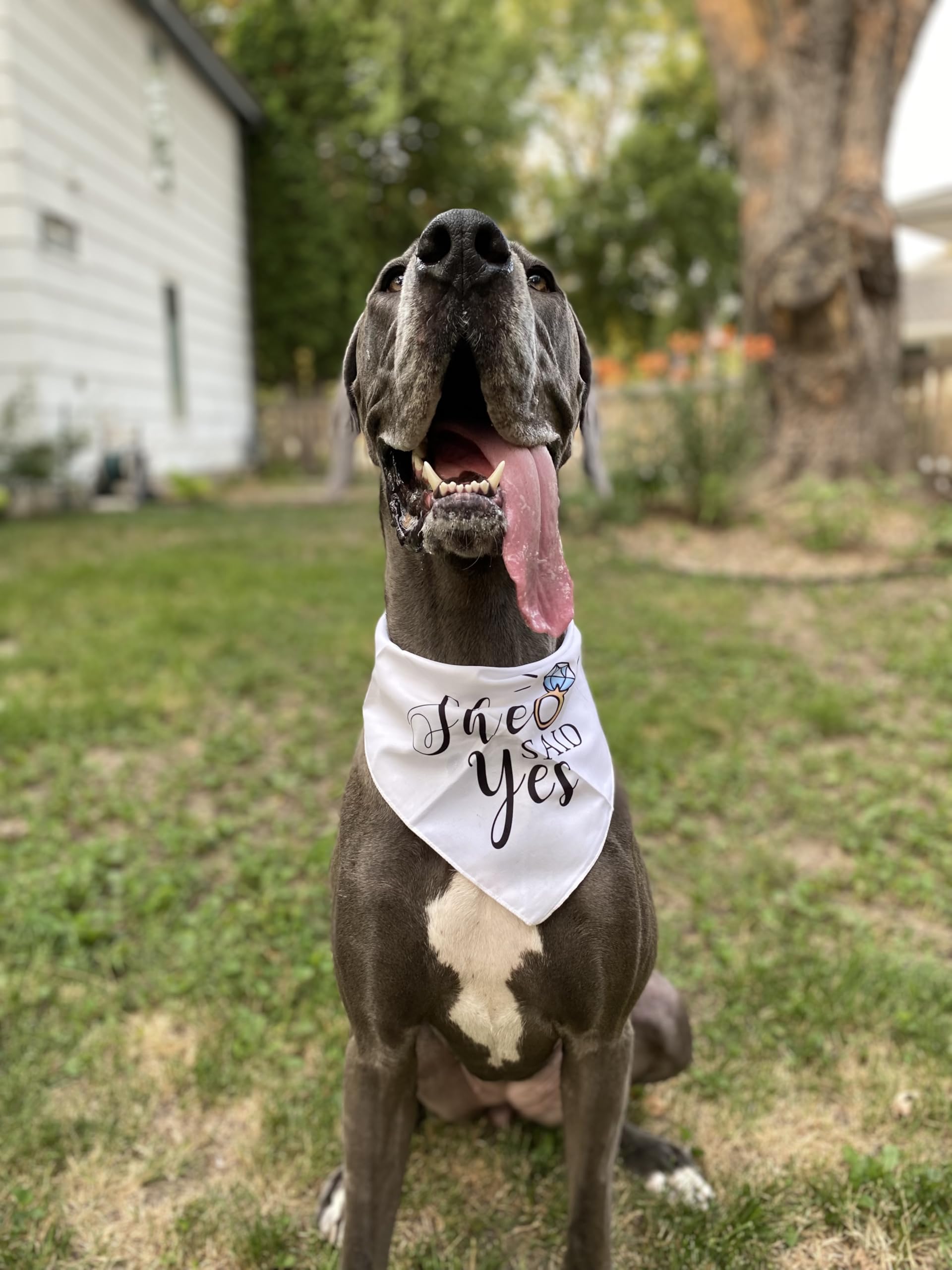 Yangmics Direct: bandana para perro, sesión fotográfica memorable