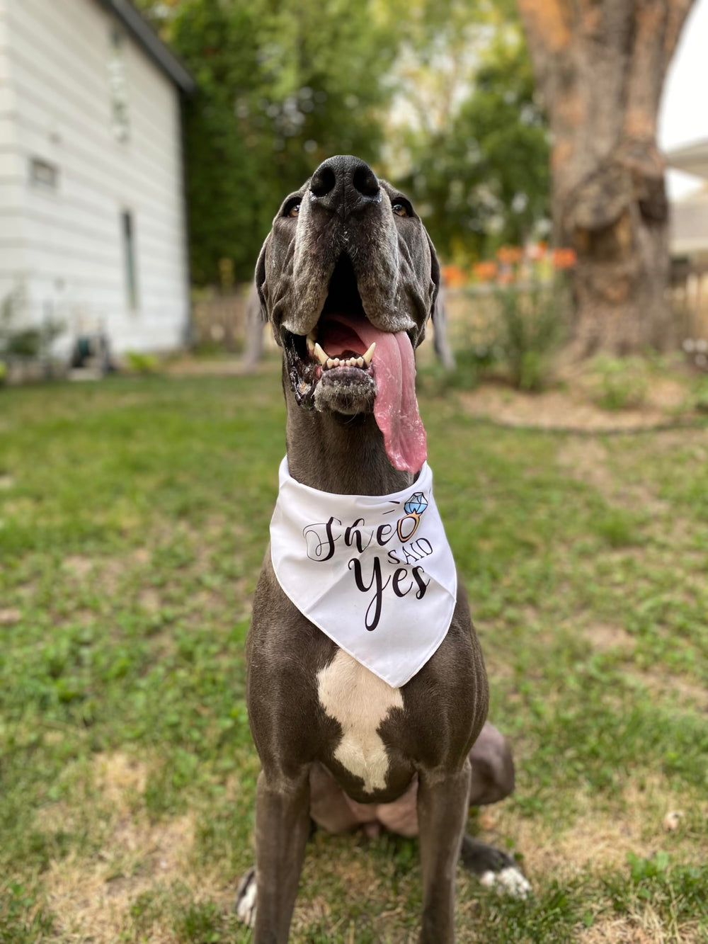 Yangmics Direct: bandana para perro, sesión fotográfica memorable